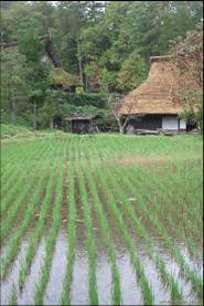 16994-rice-field-takayama-japan.jpg